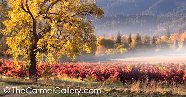 Morning Mist Napa
