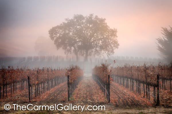 Morning Glow Loan Oak Tree