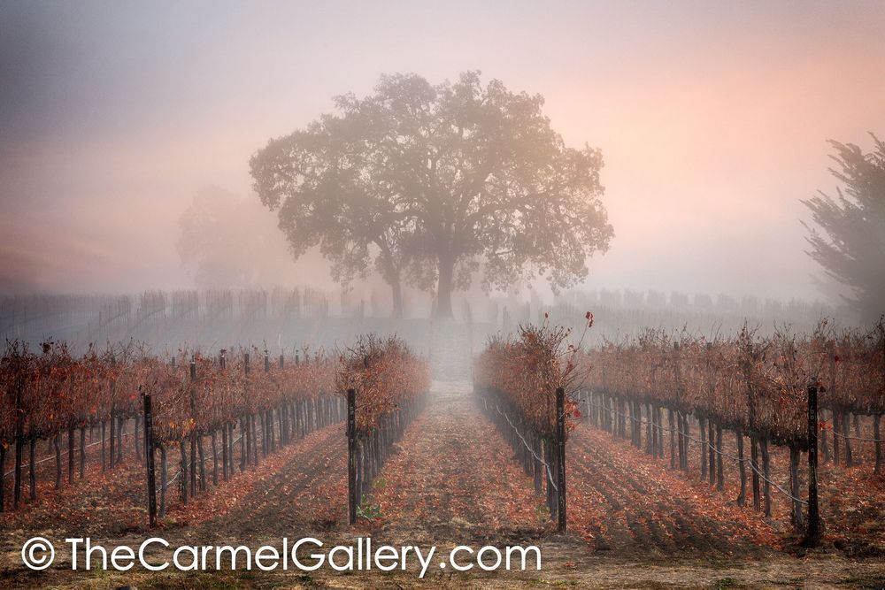 Morning Glow Loan Oak Tree