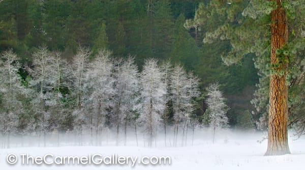 Morning Frost
