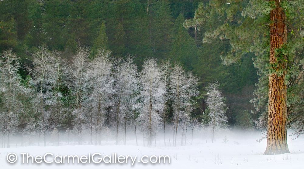 Morning Frost