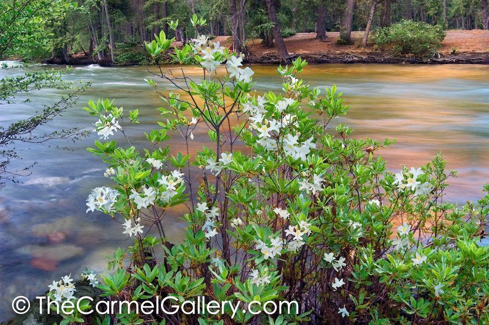 Morning Azaleas