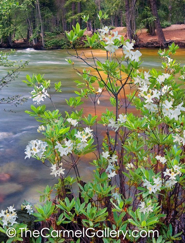 Morning Azaleas V