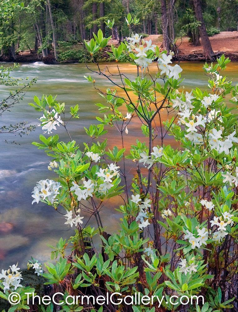 Morning Azaleas V