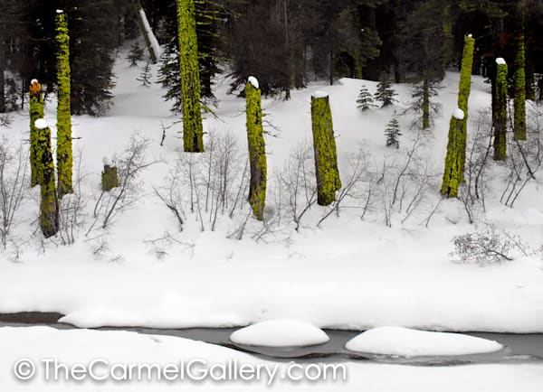 Moss and Snow
