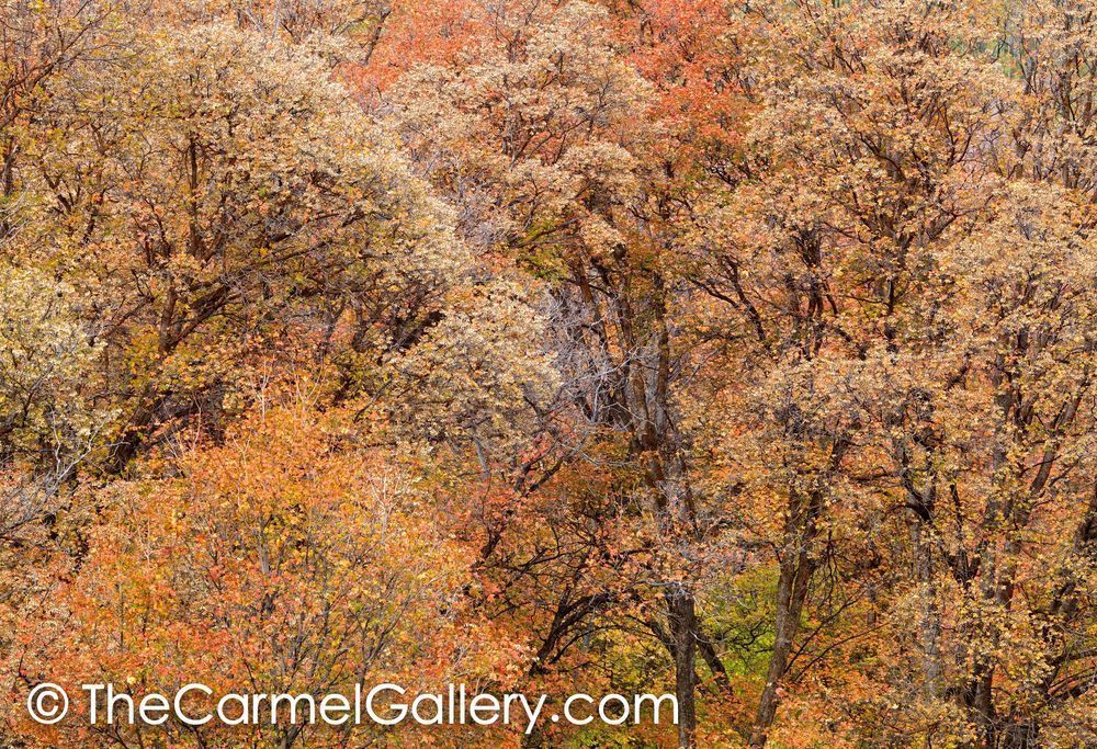 Mountain Maple V