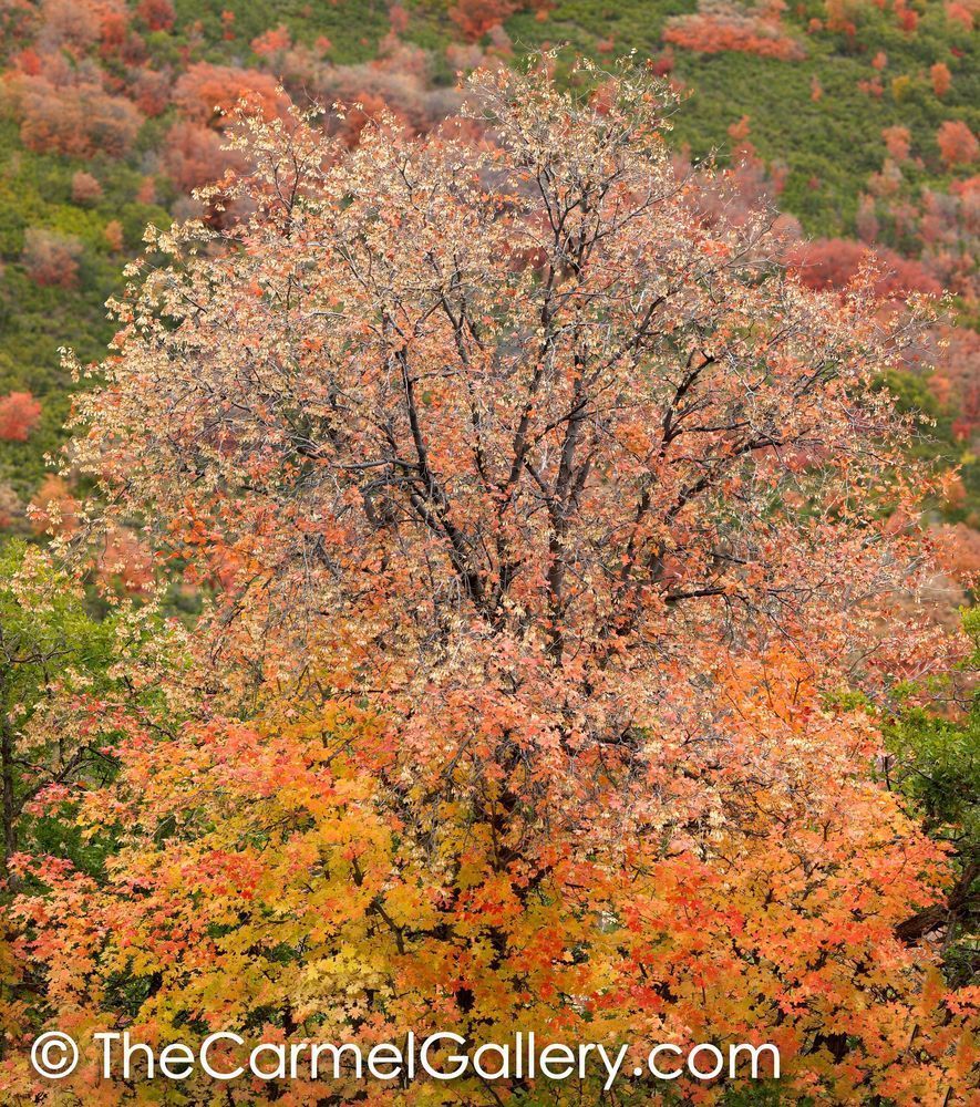 Mountain Maple IV