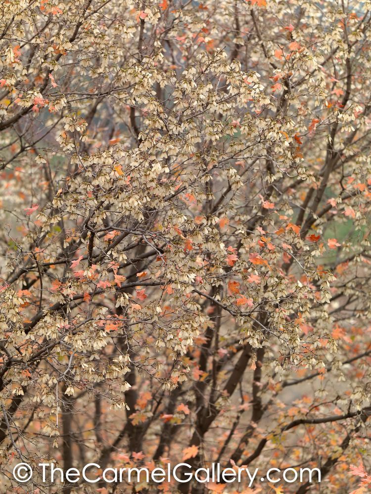Mountain Maple I