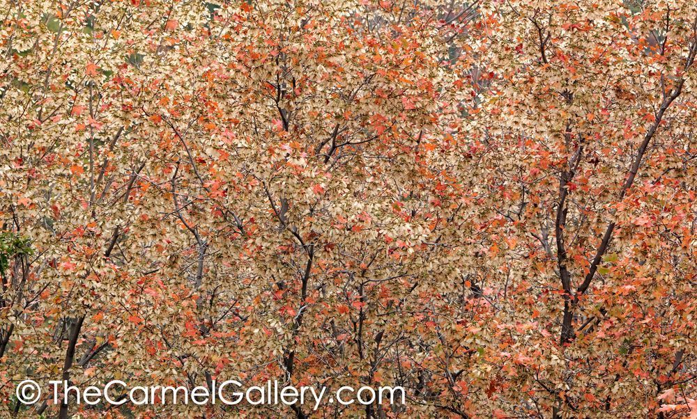Mountain Maple III