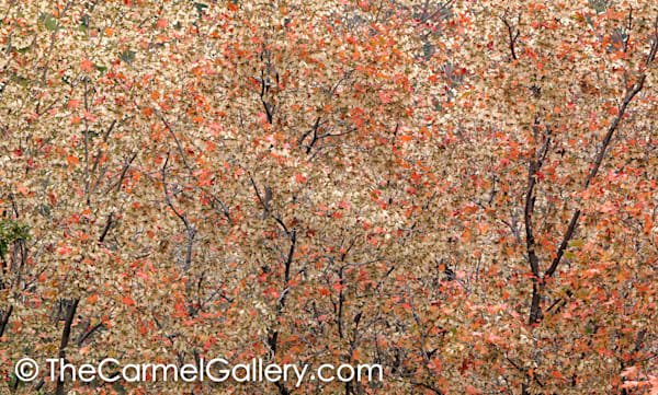 Mountain Maple III