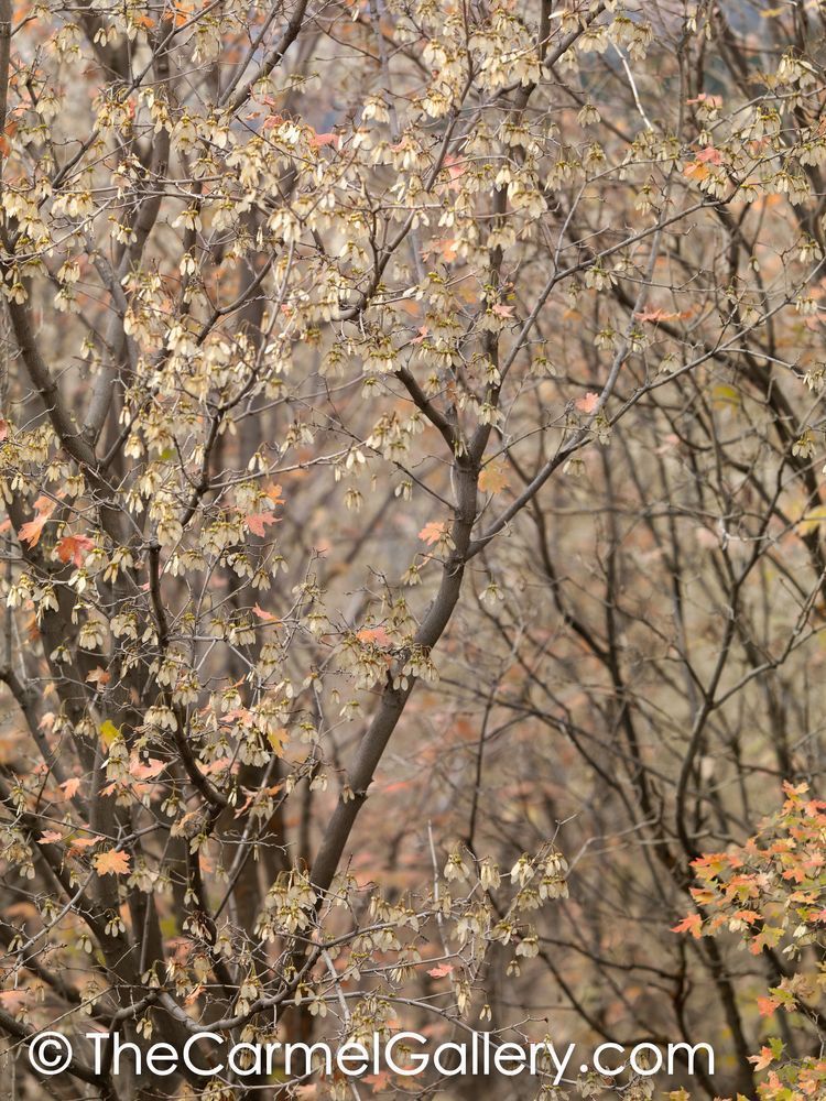 Mountain Maple II