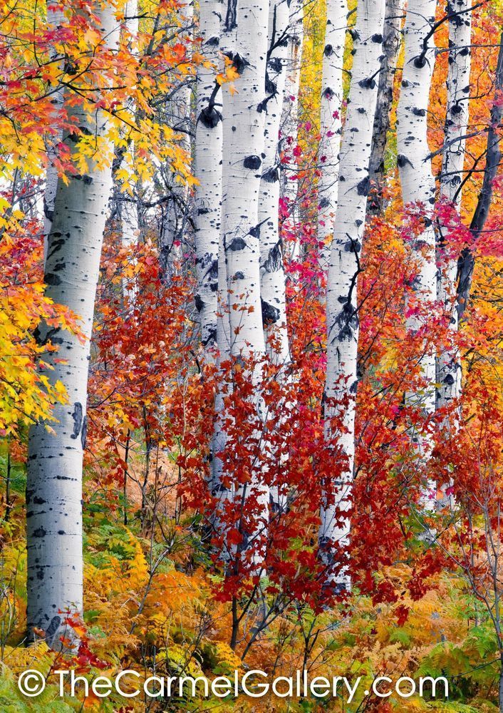 Mountain Aspen
