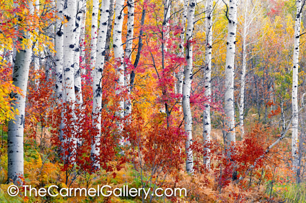 Mountain Aspen Grove