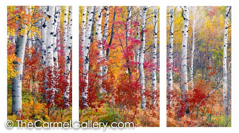 Mountain Aspen Grove ALL