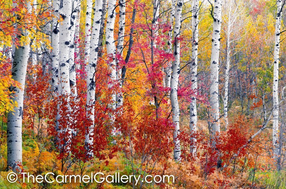 Mountain Aspen Grove