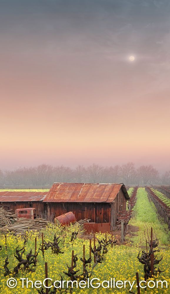 Moonshine Memories