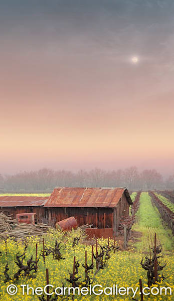 Moonshine Memories
