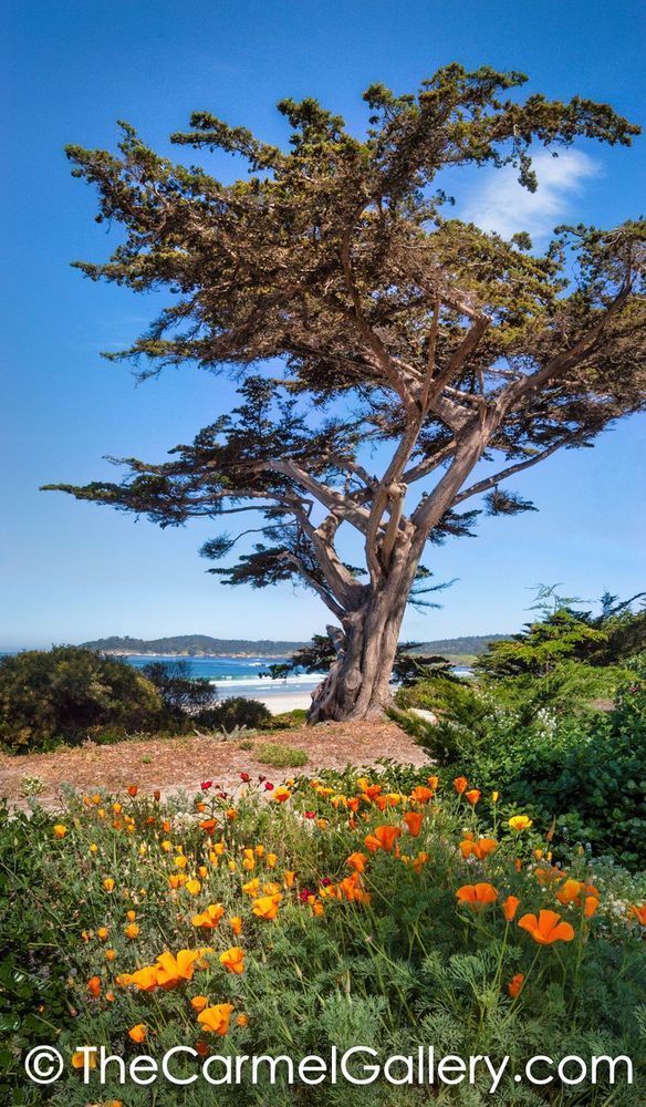 Monterey Cypress And Poppies Photography Art | The Carmel Gallery