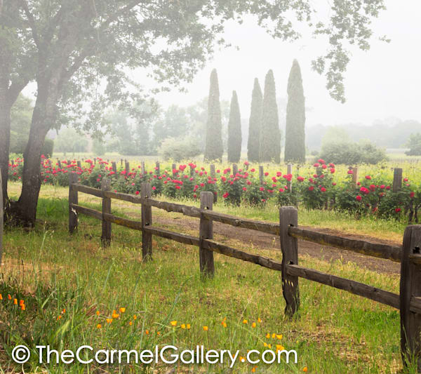 Misty May Morning
