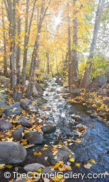 Misty Morning Trout Creek