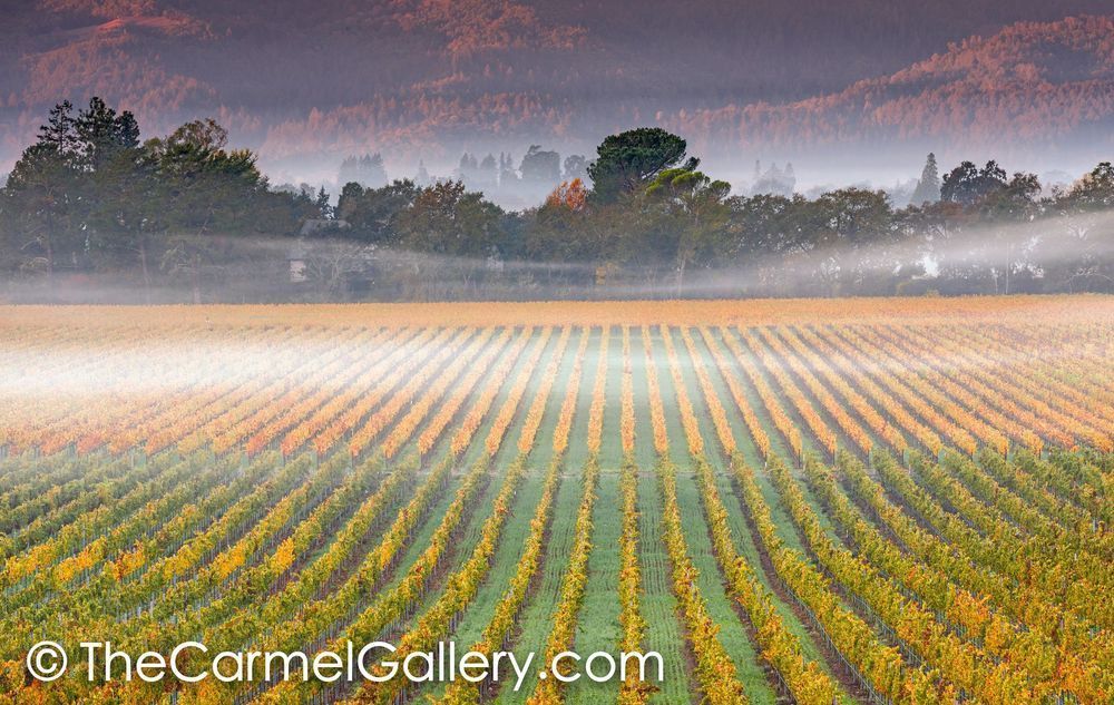 Misty Autumn Morning