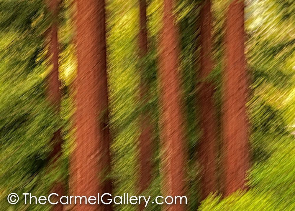 Redwood Grove II