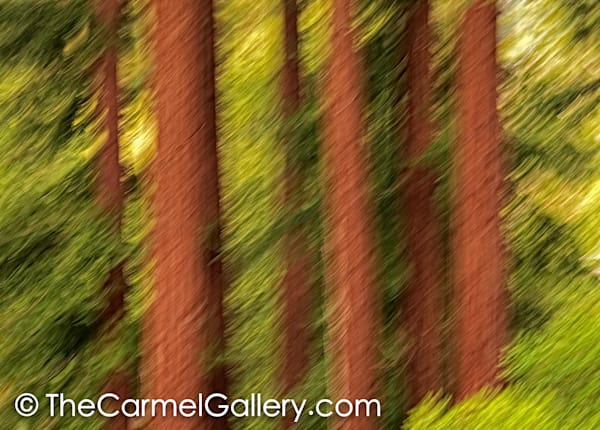 Redwood Grove II