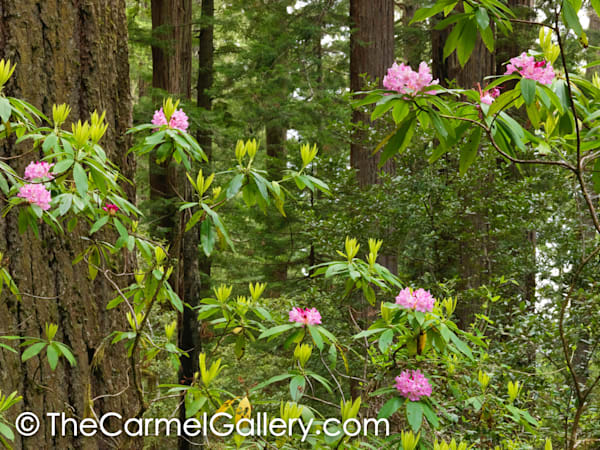 Redwood & Rhododendron II