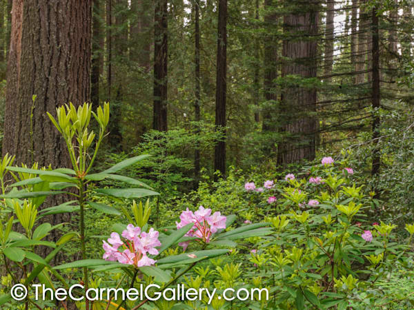 Redwood & Rhododendron I