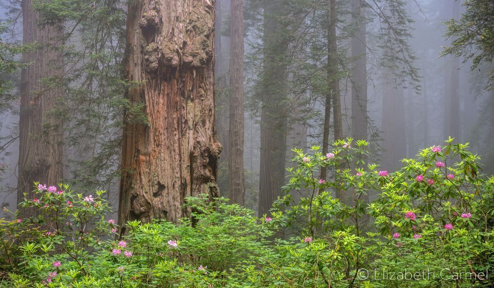 Redwood Panorama Photography Art | The Carmel Gallery