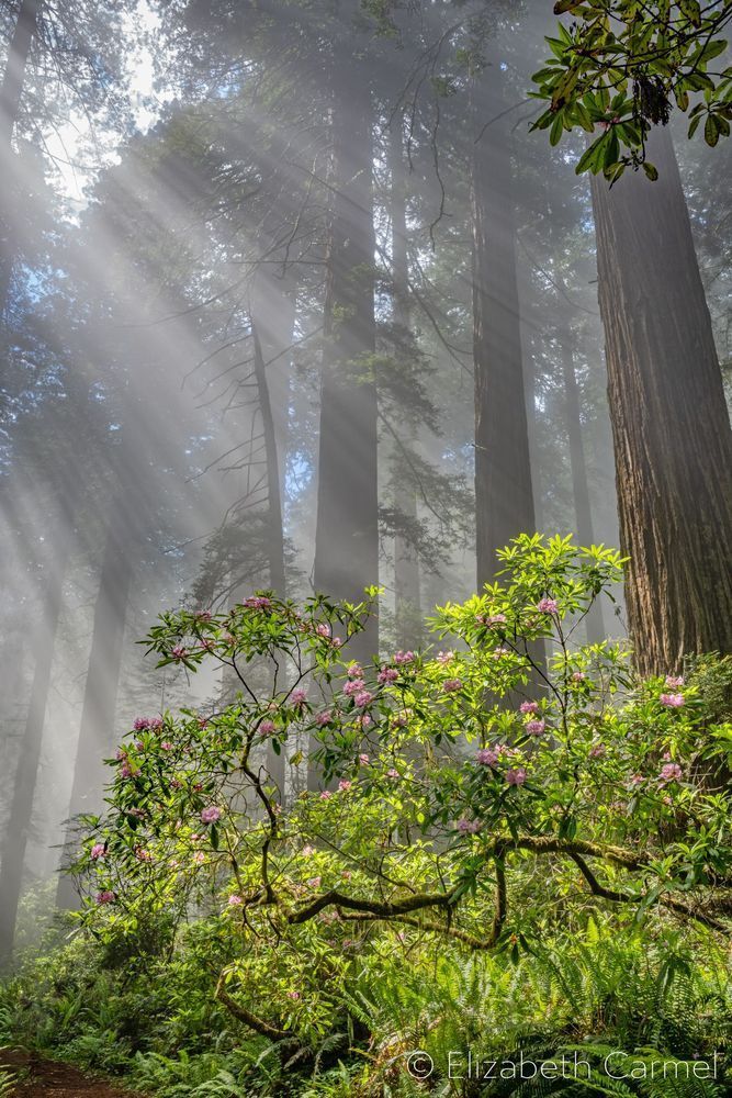 Redwood Morning Photography Art | The Carmel Gallery