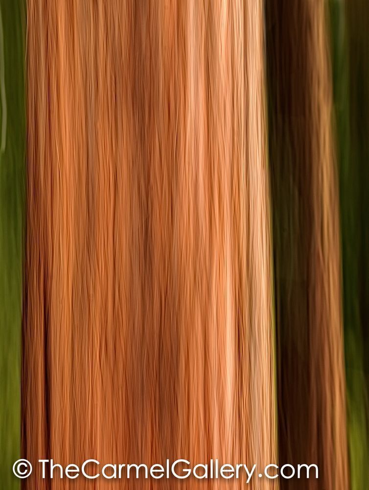 Redwood Grove I
