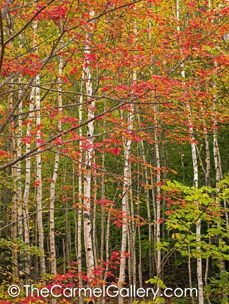 Red Maple & Birch Forest