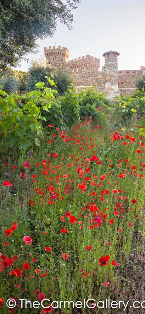 Red Poppies Castello di Amorosa