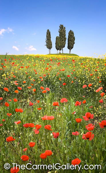 Red Poppies Tuscany