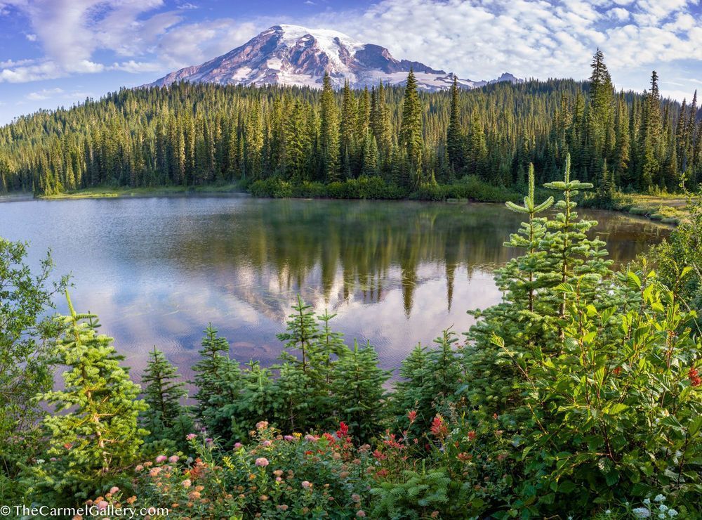 Reflection Lake Bloom Photography Art | The Carmel Gallery