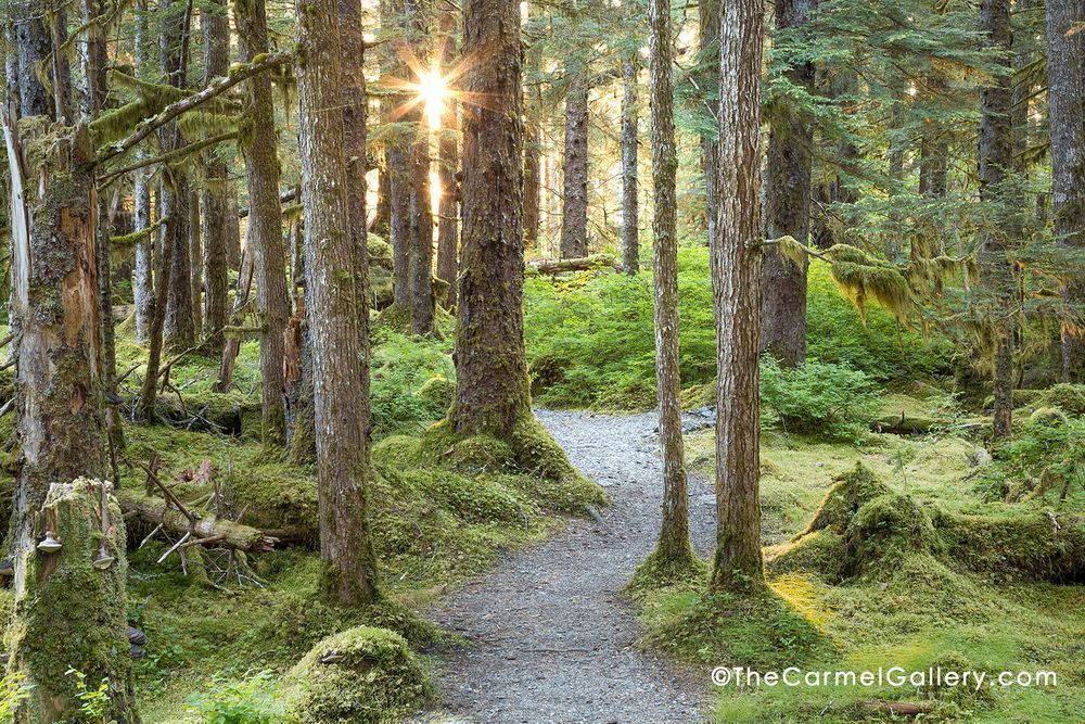 Rain Forest Glow Photography Art | The Carmel Gallery