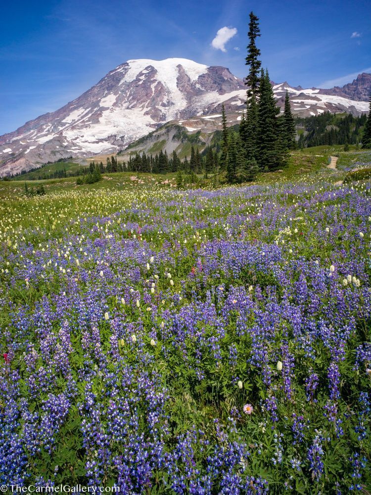 Rainier Lupine Photography Art | The Carmel Gallery