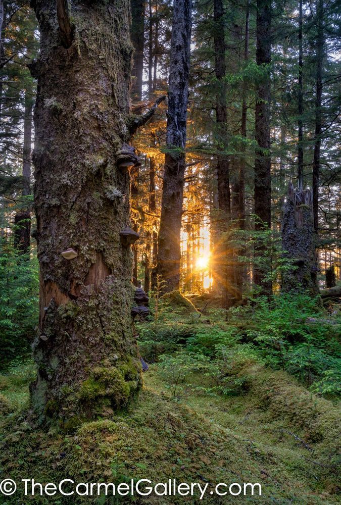 Rainforest Sunset