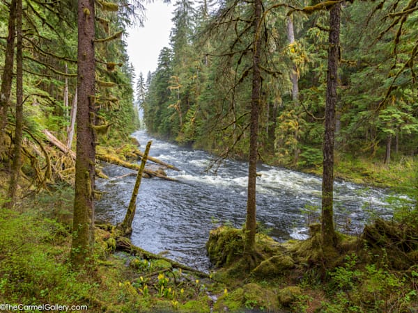 Rainforest Spring Photography Art | The Carmel Gallery