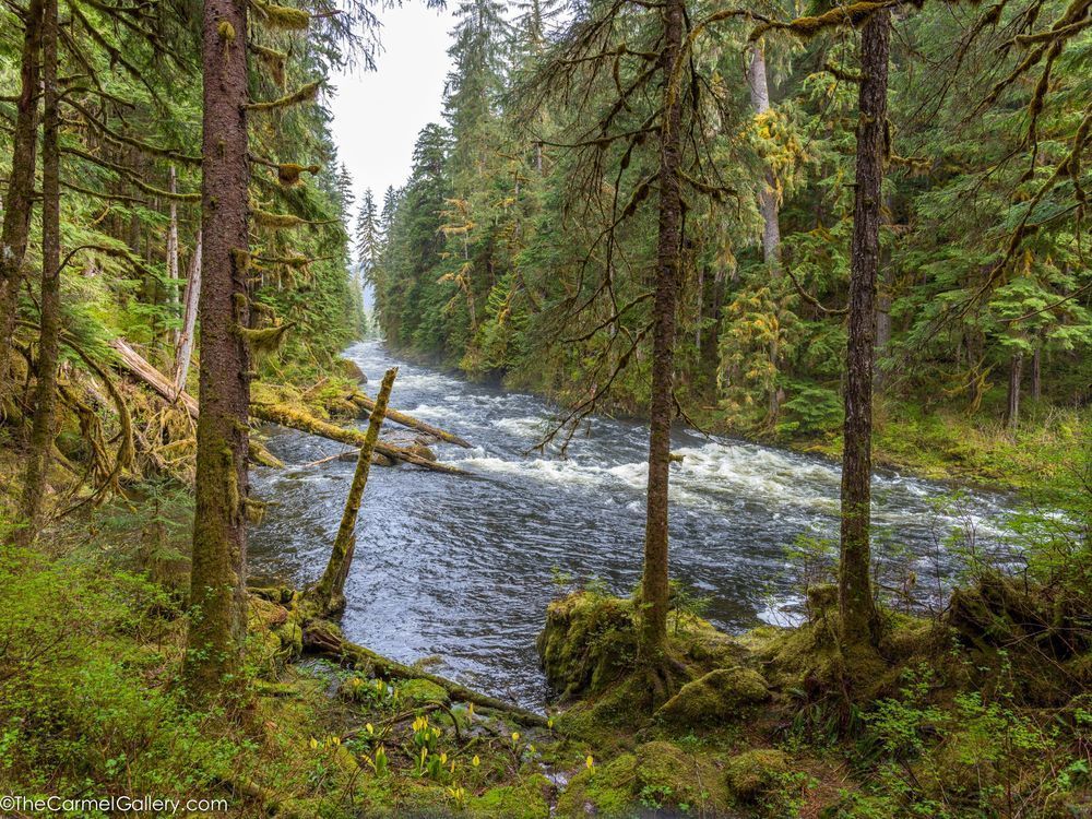 Rainforest Spring Photography Art | The Carmel Gallery