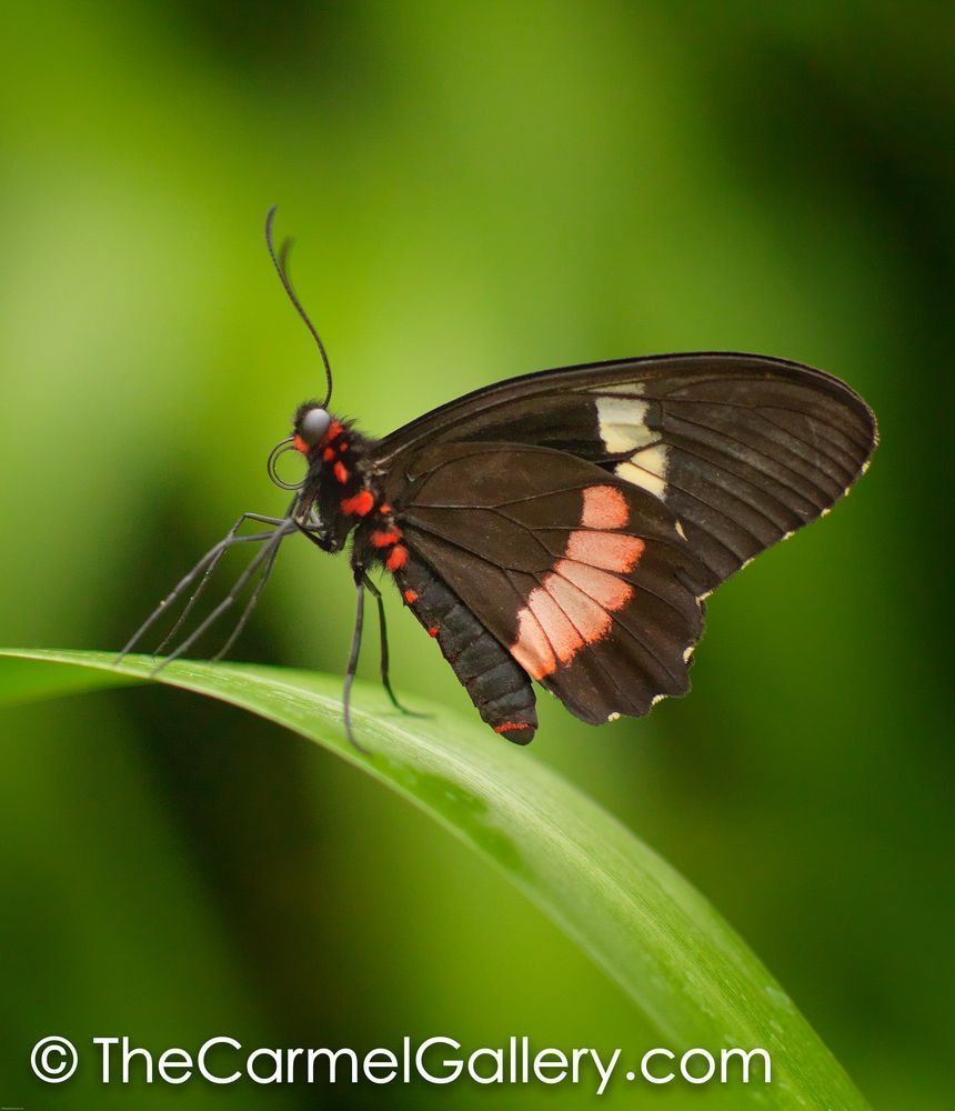 Rainforest Butterfly Photography Art | The Carmel Gallery