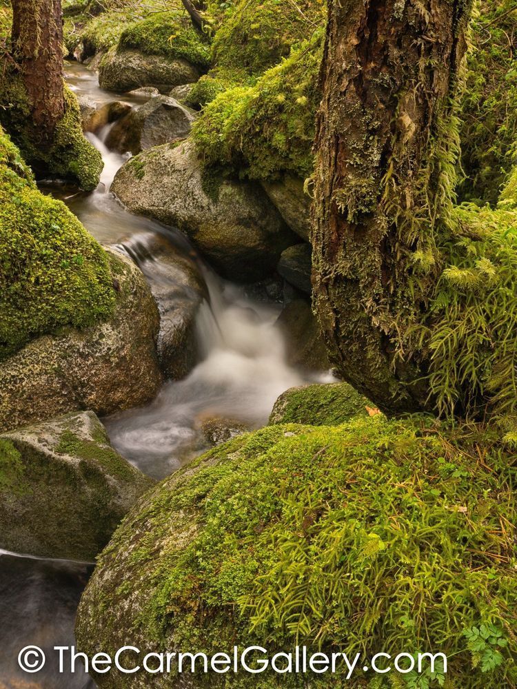 Rainforest Cascade