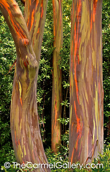Rainbow Eucalyptus II, Maui
