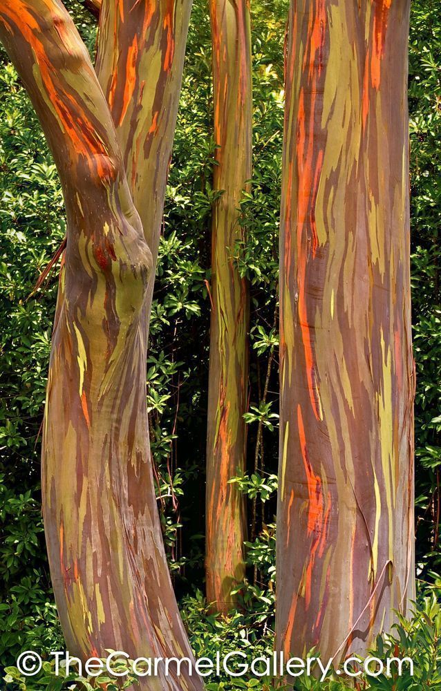Rainbow Eucalyptus II, Maui