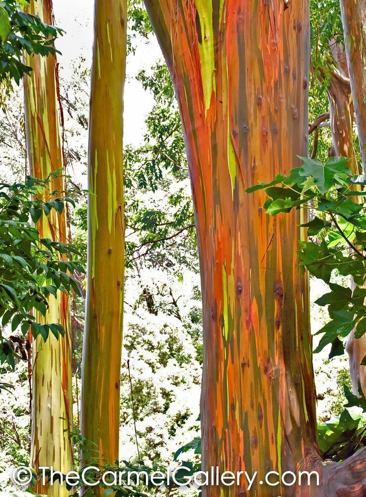 Rainbow Eucalyptus, Maui