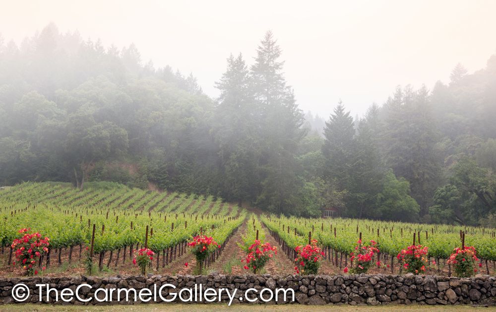 Rose Vines Doug Fir
