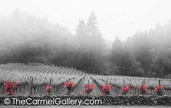 Rock and Roses BW