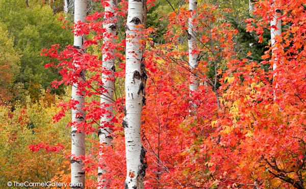 Red Autumn Colors Photo