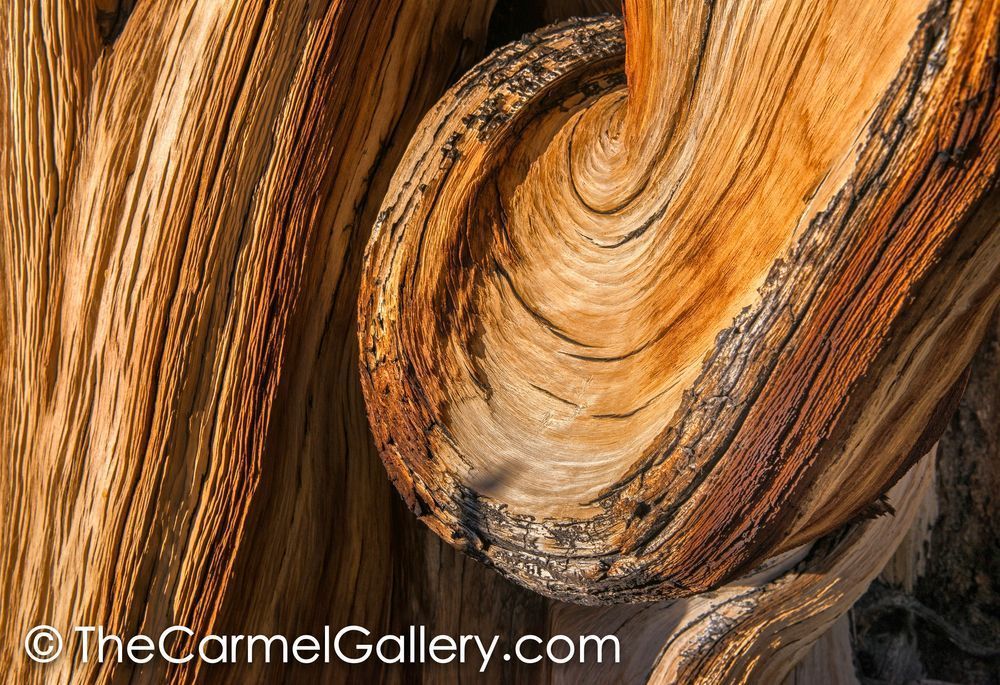 Swirl of Time, Bristlecone Pine